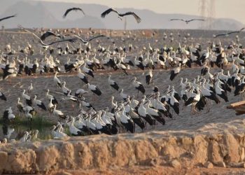 وزيرة البيئة : رصد أولى أسراب الطيور المهاجرة بمحميات جنوب سيناء 1