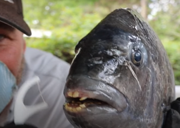 أمريكي يصطاد سمكة "بأسنان بشرية" في كارولينا الشمالية.. صور 1