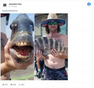 أمريكي يصطاد سمكة "بأسنان بشرية" في كارولينا الشمالية.. صور 2