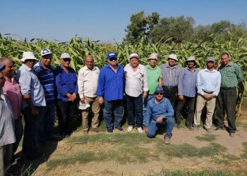 الزراعة: معهد المحاصيل يتابع حقول انتاج الذرة الشامية في محافظة الدقهلية 1