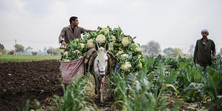 الزراعة في مصر