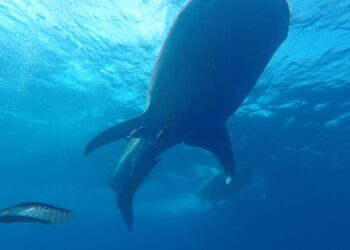 معركة شرسة بين حيتان الأوركا القاتلة والحوت الأزرق.. فيديو 1