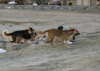 مفاجأة.. 30 مليون كلب ضال في شوارع مصر وتسببت بـ80 وفاة (فيديو) 2