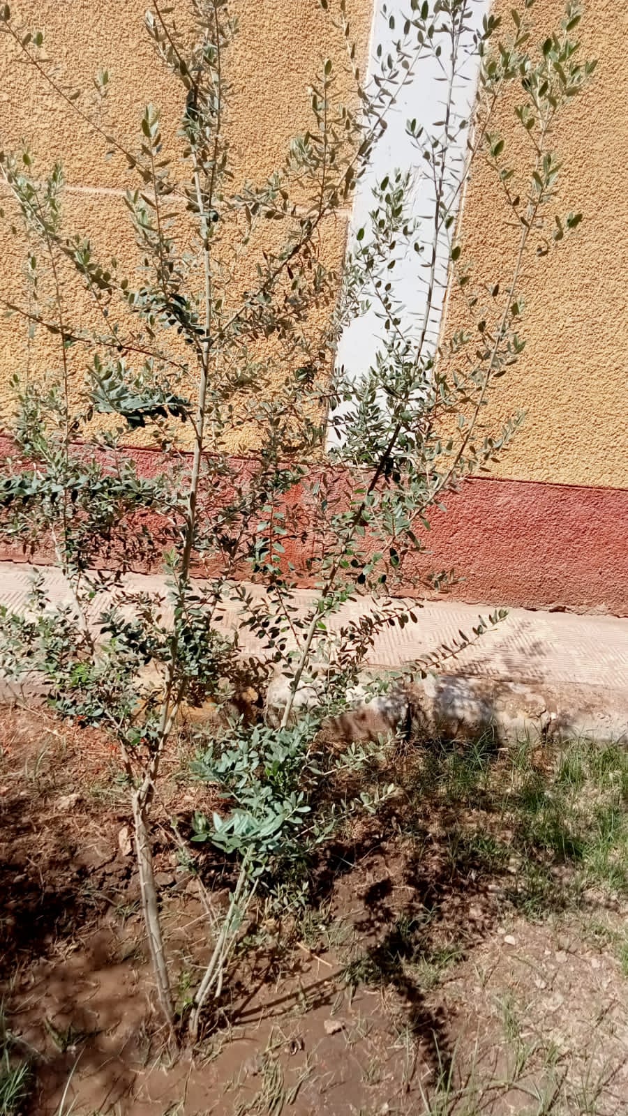 مدرسة النور للمكفوفين تنفذ مذبحة لأشجار الزيتون المثمرة بسوهاج " مستندات " 5