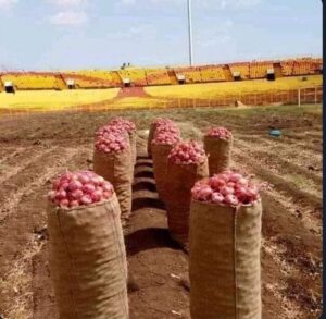 نشاط اقتصادي.. المريخ السوداني يقوم بزراعة البصل على ملعبه 1