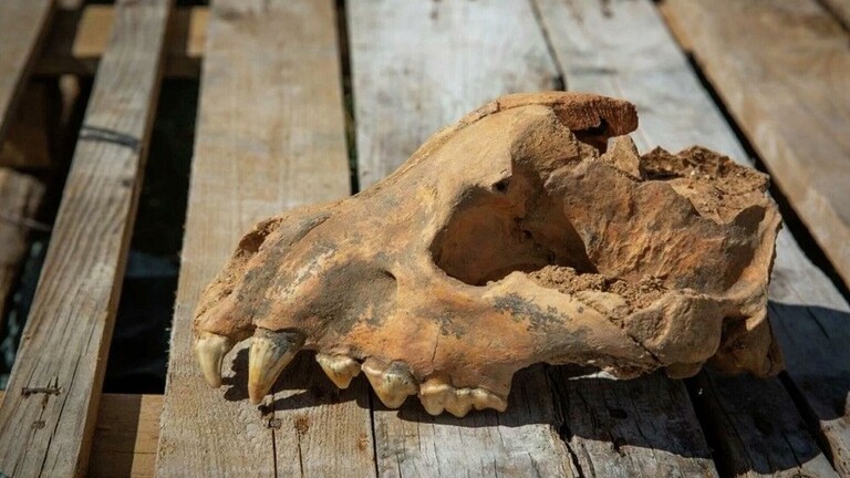 اكتشاف جمجمة ضبع عملاق في كهف بـ روسيا 2
