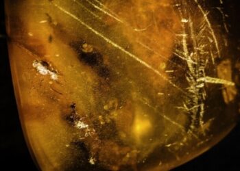 اكتشاف بقايا أنثى عنكبوت تحمي صغارها محفوظة في الكهرمان منذ 99 مليون عام 1