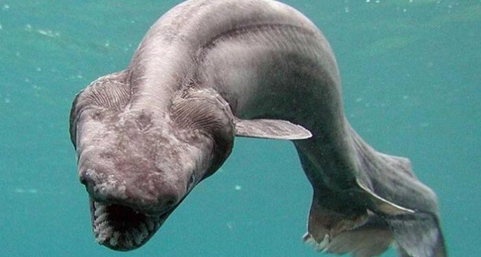 اكتشاف مخلوق بحري غريب في مياه جزيرة إلبا الإيطالية.. صور 1