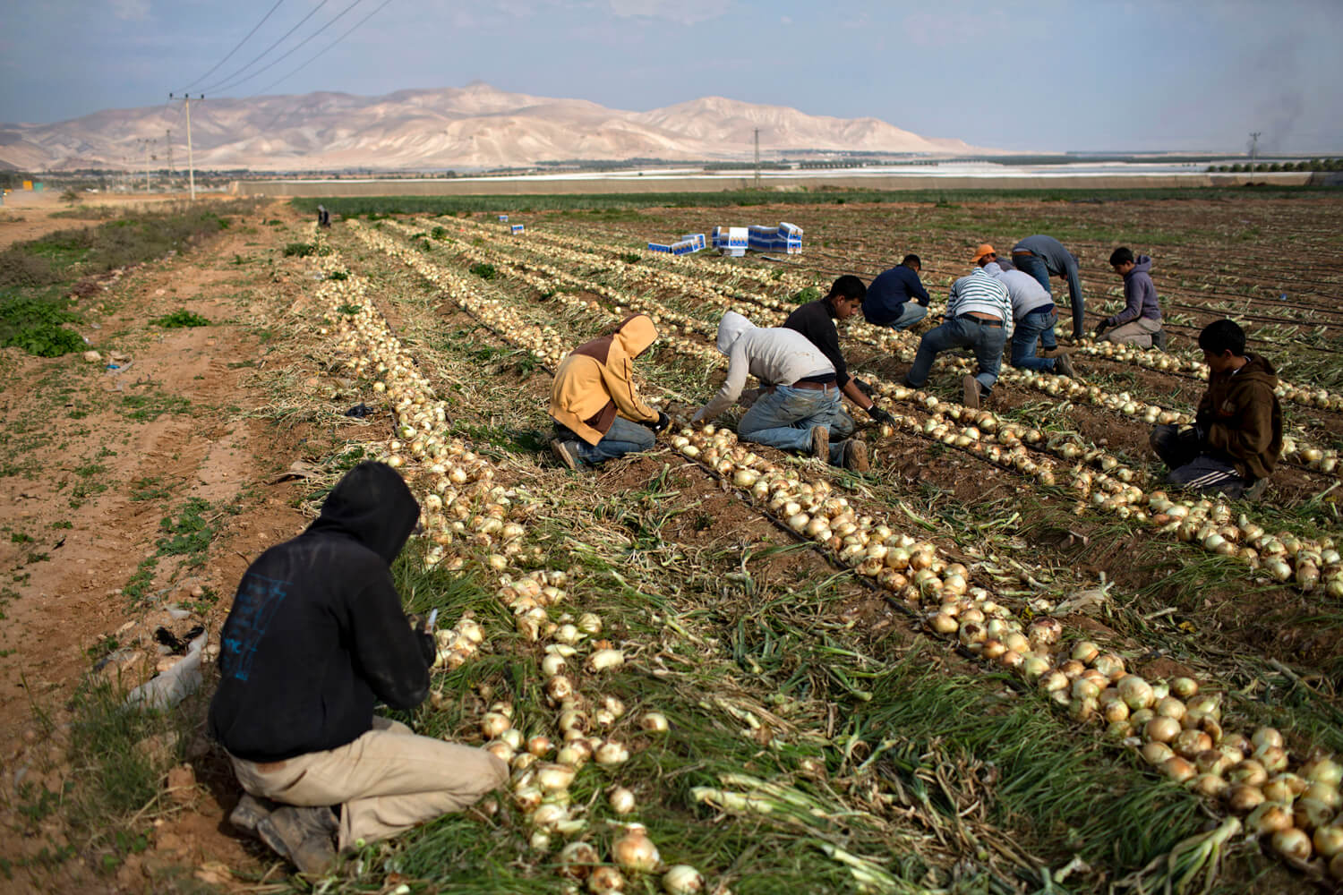 «الزراعة» تكشف موقف المستثمرين الأجانب من مشروعات الزراعة في سيناء (خاص) 1