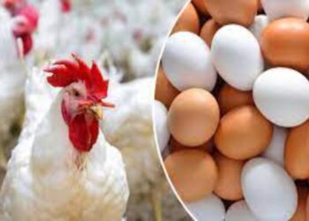 الزراعة: توفير أطباق البيض بأسعار مناسبة للمواطن خلال أيام| فيديو