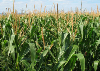 الزراعة: محاصيل الصيف كثيفة الاحتياج للماء والأسمدة| فيديو