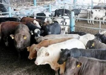 مصادر لـ «أوان مصر»: تم التعاقد مع المجر لتسلم 7000 رأس ماشية قبل نهاية العام