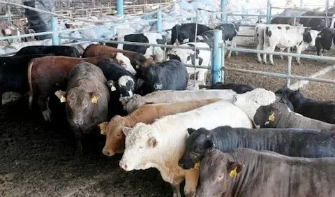 مصادر لـ «أوان مصر»: تم التعاقد مع المجر لتسلم 7000 رأس ماشية قبل نهاية العام