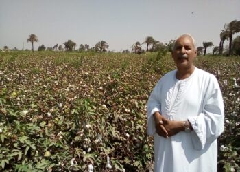مصر تنجح في زراعة القطن الملون لأول مرة (خاص) 1