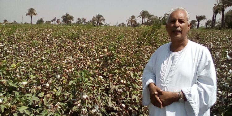 مصر تنجح في زراعة القطن الملون لأول مرة (خاص) 1