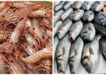 تعرف على أسعار السمك والجمبري اليوم في مصر  1