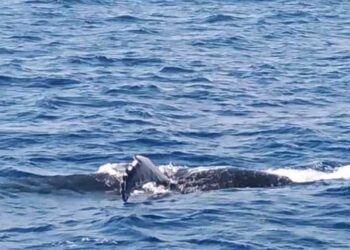 بعد سنوات اختفاء.. «الحوت الأحدب» يظهر من جديد بسواحل مرسى علم 1