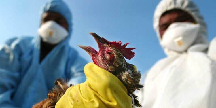 انتشار هائل لـ إنفلوانزا الطيور في هذه الدولة.. تعرف على التفاصيل 1
