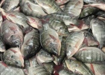 ضبط 2 طن أسماك فاسدة داخل ثلاجة بدون ترخيص بالقاهرة 1