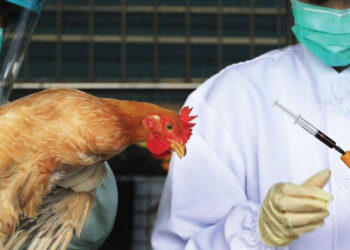 عاجل| عودة فيروس إنفلونزا الطيور H5N1 من جديد 1