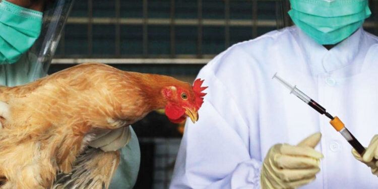 عاجل| عودة فيروس إنفلونزا الطيور H5N1 من جديد 1