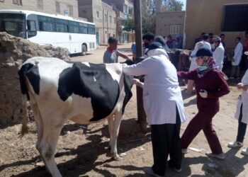 جامعة سوهاج تواصل سلسلة قوافلها البيطرية المجانية لقرية نجع النجار 4