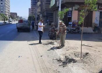 زراعة 325 شجرة على الطرق الرئيسية والشوارع وأمام المدارس بأخميم 1