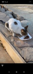 في لقطة إنسانية.. إيمي سمير غانم تطعم قطة في الشارع |صورة 2