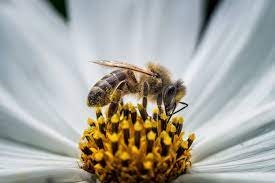 هل العسل الناتج من النحل آكلي اللحوم قابل للاستهلاك الآدمى؟.. إليك التفاصيل 1