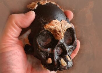 داخل كهف.. اكتشاف جمجمة طفل عمرها 250 ألف عام 1