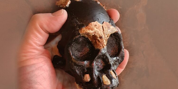 داخل كهف.. اكتشاف جمجمة طفل عمرها 250 ألف عام 1