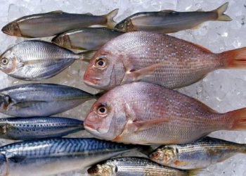 «ليلة رأس السنة بلاش سمك».. ارتفاع أسعار الأسماك مجددًا 4