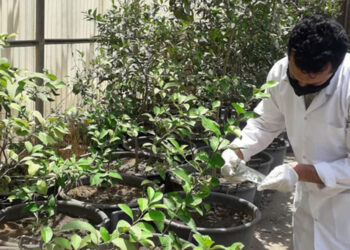 شاب مصري يبتكر مشروع بحثي لتوفير الطاقة من النبات| فيديو