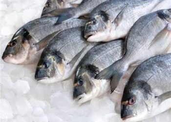 التموين يعلن تخفيض أسعار الأسماك بالمنافذ المتنقلة 2