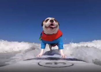 بـ مهرجان البرازيل.. كلاب تستعرض مهاراتها فى التزلج على الأمواج(بالصور) 1