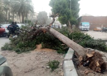 بسبب سوء الأحوال الجوية.. سقوط شجرة بشارع التحرير في الدقي 2