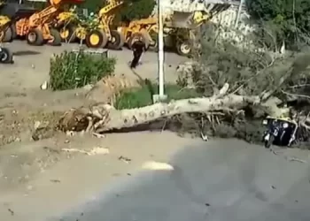 سقوط شجرة بالغربية