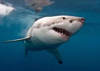 علماء يزعمون العثور على "قاتل طبيعي" محتمل لـ كورونا لدى أسماك القرش 2