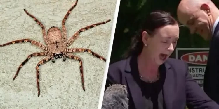 عاجل|عنكبوت يداهم ملابس وزيرة أسترالية على الهواء 1