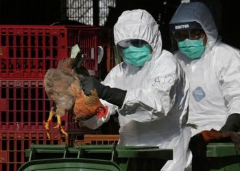 ناميبيا ترصد سلالة مميتة من انفلونزا الطيور قد تصيب البشر 2