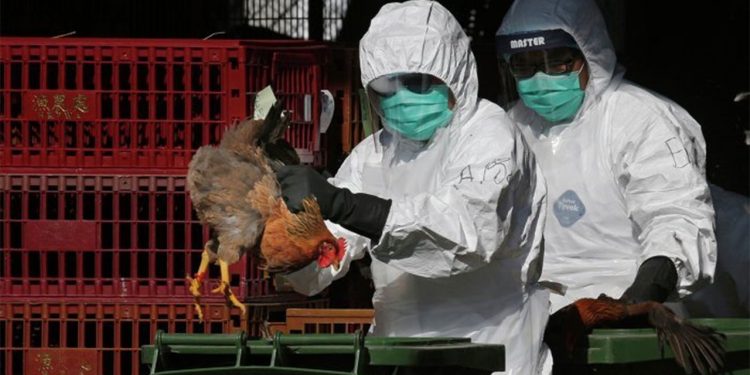 اكتشاف 2500 بؤرة تفشي.. إنفلونزا الطيور تجتاح أوروبا 1