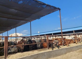 محافظ بورسعيد: استقبال دفعة جديدة من الماشية استعدادا لـ شهر رمضان