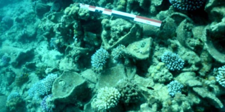 هيئة التراث تكشف سر نجاح البعثة الأثرية الغارقة في البحر الأحمر 1