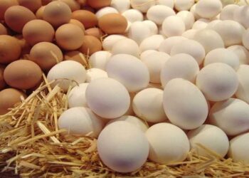 «الصلاحية 5 أسابيع فقط».. تحذير عاجل من الطب البيطري بشأن البيض 1