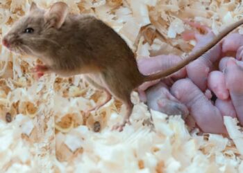 "تكاثر بلا جنس".. تجربة جديدة لعلماء تنجح في إنجاب فأرة من بويضة غير مخصبة 1