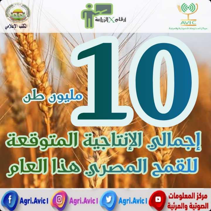الزراعة: نستعرض أهم الأرقام حول محصول القمح