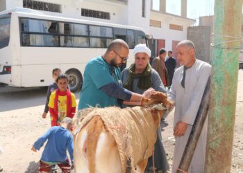 جنوب الوادى تنظم قافلة طبية بيطرية بقرية العمرة بمركز ابو تشت 2
