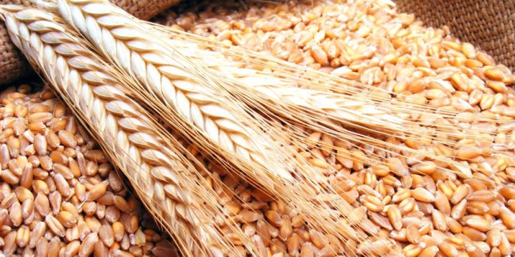 القصير يوجه برفع درجة الاستعداد لموسم القمح والتوعية المكثفة للمزارعين