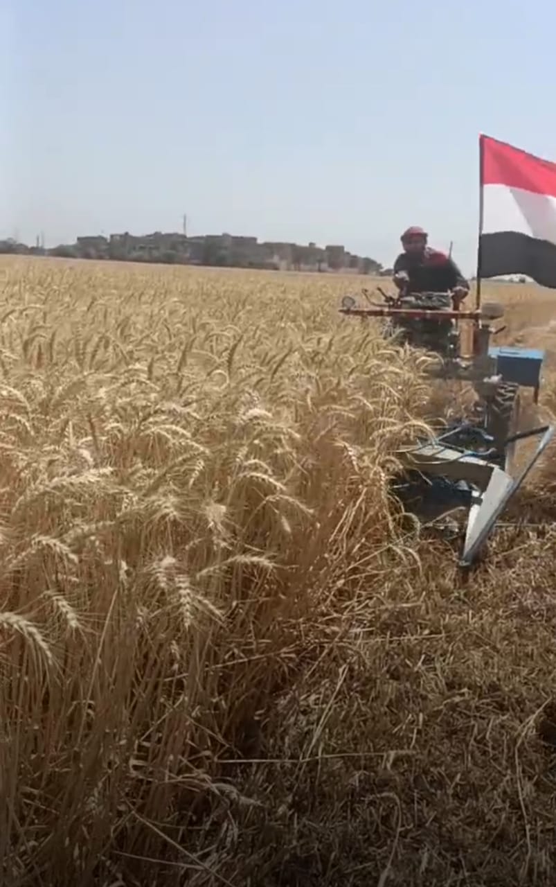 محافظ الفيوم يشهد بدء موسم حصاد القمح رسمية لعام 2022