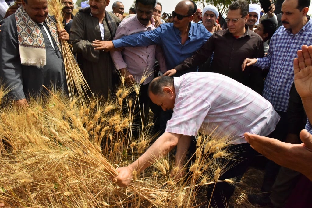 «بالمنجل» محافظ أسيوط يحصد القمح مع المزارعين